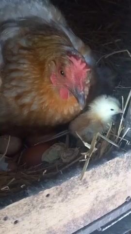 The video shows a close-up view of a mother hen sitting in a nest of straw. Next to the hen, a small, fluffy yellow chick is visible. Partially obscured by the hen, there are several brown eggs in the nest, some of which appear to be cracked. The hen's head is turned towards the camera, and its red comb is prominent. The lighting suggests it is daytime. The scene is static, with no discernible movement or sound.