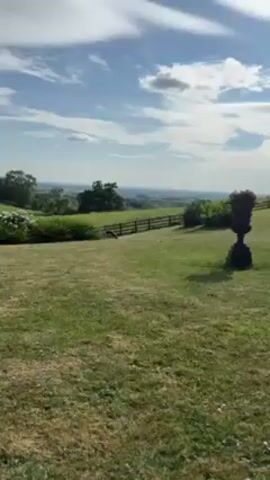 Here is a description of the video:

The video shows a landscape with a large lawn in the foreground. The lawn is bordered by a fence in the distance, beyond which are trees and a view of the land extending to the horizon under a sky with clouds. There is a large decorative urn with flowers on the lawn to the right. A dog can be seen trotting on the lawn near the fence.