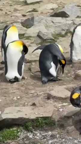 The video shows a small group of King Penguins standing on a rocky, dirt ground interspersed with small patches of green plants. One penguin in the center is grooming its foot with its beak. Other penguins are standing around, some preening themselves. The background features more rocks and dirt.