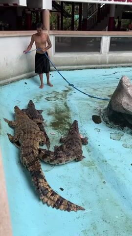 A man is shown from a high angle, standing in a shallow pool with a blue hose. He is wearing black shorts and is shirtless. He is holding the hose with both hands, directing a stream of water downwards. In the pool with him are four crocodiles, all lying down. One crocodile is much larger than the others and is positioned in the foreground, its tail extending out of frame. The other three crocodiles are smaller and are clustered together behind the largest one. The pool itself appears to be made of concrete with a light blue coating, and there are areas of green algae or scum visible on the surface of the water. To the right of the pool, there is a large rock formation. In the background, there is a building with red and white trim and lettering in an unfamiliar language. The scene appears to be an outdoor enclosure, possibly a zoo or wildlife park.