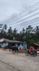 Man leads water buffalo down street in Thailand