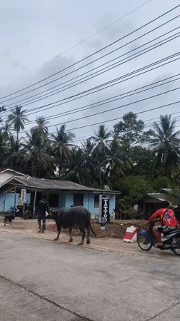 Man leads water buffalo down street in Thailand