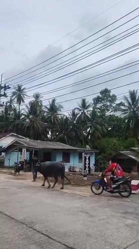Man leads water buffalo down street in Thailand