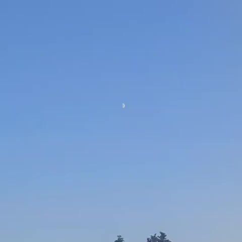 The video shows a clear blue sky with a crescent moon visible in the upper center of the frame. The bottom of the frame is slightly blurred, with dark green foliage, likely trees, visible at the very bottom edge. The moon is illuminated on its right side, with the left side appearing dark. There are no people or other objects visible in the sky. The footage appears to be a static shot.