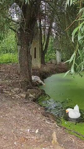 A scenic video captures a tranquil pond scene in Ulitkino, Russia, with two white geese as the main subjects. One goose is gracefully swimming in the foreground, its white feathers contrasting with the vibrant green algae-covered water. In the middle ground, another goose is partially submerged, its head and neck visible as it navigates through the pond. The setting is idyllic, with lush green trees surrounding the pond, their branches casting dappled shadows. A rustic, weathered wooden structure, possibly a small shed or outhouse, stands near the edge of the water, adding a touch of rural charm. To the left of the pond, an old, weathered tree with exposed roots anchors the scene, its gnarled branches reaching towards the sky. In the background, a tall, slender, grey structure with a pointed roof and a narrow arched opening can be seen, adding an element of intrigue to the landscape. The overall atmosphere is peaceful and serene, evoking a sense of calm and natural beauty. The time of day appears to be daytime, with soft, diffused light suggesting an overcast or early morning/late afternoon setting. There are no discernible emotions conveyed as the focus is on the natural behavior of the geese and the serene landscape. No visible text is present in the video.