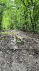 Vehicle navigates muddy forest road in Bulgaria