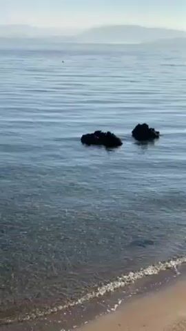 The video shows a calm beach. The water is clear and shallow near the shore, with small waves gently lapping on the sand. Further out, two dark rocks are visible in the water. In the distance, mountains can be seen on the horizon under a clear sky.