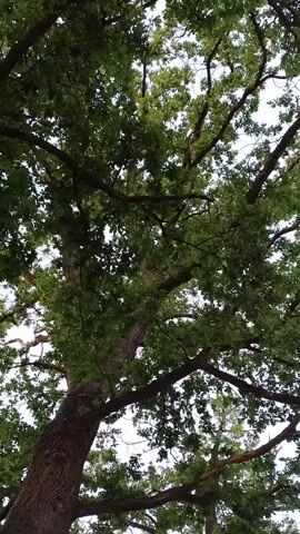The video is a vertical shot looking up at a large tree with green leaves and dark brown branches. The sky is visible through the gaps in the leaves. The camera is mostly stationary with very minor, almost imperceptible movement.