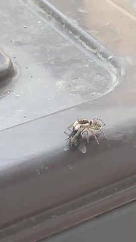 A jumping spider with striped legs and a tan and brown body is on a dark brown surface, likely a plastic bin lid. The spider is holding a dead green and black fly in its mouthparts. The spider appears to be moving the fly. The background is out of focus and appears to be a gray, textured surface. The lighting suggests it is daytime.