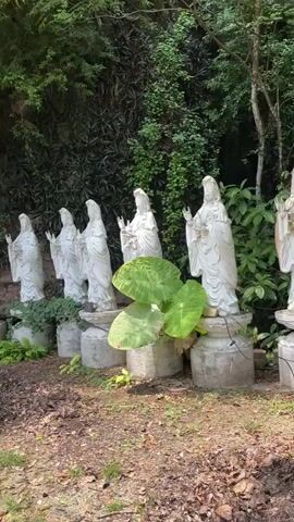 The video shows a series of white statues of deities lined up outdoors. The statues are all similar in appearance, with flowing robes and raised hands. They are placed on individual pedestals and are surrounded by lush greenery, including trees and large-leafed plants. In some shots, a cliff face or rock formation can be seen in the background, suggesting the statues are located in a natural or temple-like setting. There are also a few white bird statues, resembling cranes, placed among the deity statues in some parts of the video. The ground is covered with dirt, fallen leaves, and grass. The lighting suggests it is daytime, with natural light filtering through the foliage. The video appears to be a pan or walk-through of the area, showcasing the statues and their surroundings.