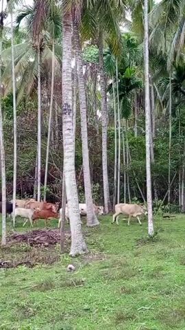 The video shows a herd of cows grazing on green grass among palm trees and other dense tropical vegetation. The cows are various shades of brown and beige, and they move slowly through the landscape. The palm trees are tall and thin, with leaves reaching toward the sky. The vegetation is lush and green. The scene evokes a sense of tropical tranquility.