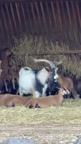 A herd of goats are gathered in a barn. The barn has wooden beams and is filled with hay. In the center, a large white and black goat with impressive horns stands. Several brown goats are lying down or standing around it. One brown goat in the foreground looks directly at the camera. Another brown goat walks past the main group. The overall atmosphere is calm and pastoral.