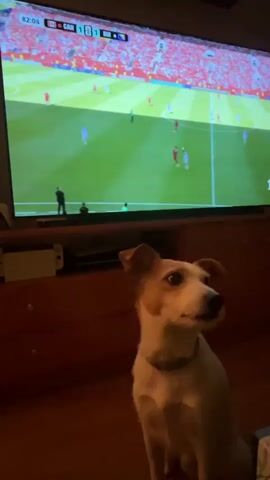 The video shows a dog sitting in front of a television screen. The screen displays a soccer game with the score 1-1 in the 82nd minute. The dog is looking intently at the screen. The room is dimly lit, with the television screen being the main source of light. The dog is white with some brown markings on its head and ears. It is wearing a blue collar. In the background, there is a wooden cabinet and a Nintendo Switch console.