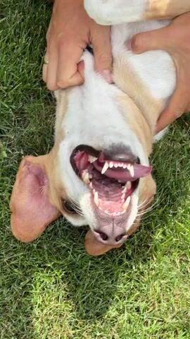 This is a close-up, overhead shot of a tan and white dog lying on its back on a lawn. The dog's mouth is open, revealing its teeth and tongue. Two sets of hands are visible, one on either side of the dog's head, appearing to hold the dog in place or pet it. The hands seem to belong to two different people, one with a watch on the wrist. The background is green grass, and the overall lighting suggests it is daytime. The camera angle is tilted, making the dog's head appear upside down.