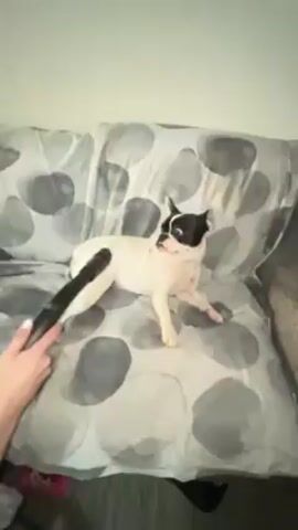 A woman is using a vacuum attachment on a black-and-white dog lying on a gray and white patterned sofa. The dog is moving around as she touches it with the vacuum. The room has a white wall.