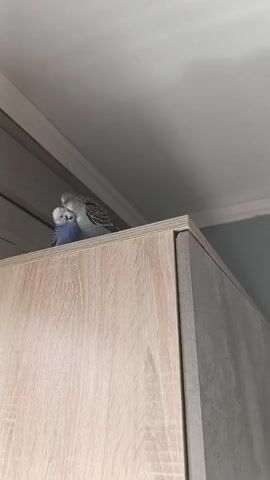 Two budgies are perched on top of a wooden cabinet. The bird on the right is larger and appears to be grooming or interacting with the smaller bird on the left, which is a bright blue color. The cabinet has a wood-grain texture and is light brown and grey. The background is a white ceiling and a blue wall. The lighting is dim.