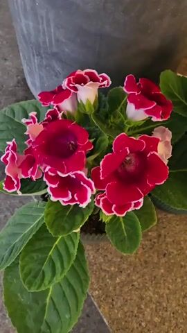 The video shows a close-up view of a potted plant with multiple blooming flowers and large green leaves. The flowers are bell-shaped and have a combination of deep pink or red and white petals, with some appearing fully open and others partially closed. The plant is placed on a textured surface, possibly a countertop or stone. A dark gray cylindrical object, likely another pot, is visible in the upper left corner of the frame. The lighting suggests an indoor environment, and the camera slowly pans across the flowers, highlighting their vibrant colors and intricate details. There are no people or animals present in the video.