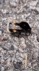 Bumblebee at rest on pavement and grass in Klaipėda