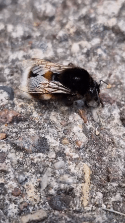 Bumblebee at rest on pavement and grass in Klaipėda