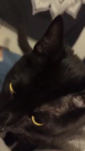 The video shows a close-up of a black cat with yellow eyes lying down on what appears to be a bed or blanket. The cat is mostly in focus, and its head is turned slightly to the side. The background is blurred.