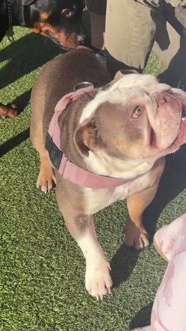 The video captures an outdoor daytime scene in West Hollywood, United States of America, featuring two dogs and at least one person. The main subject is a brown and white bulldog-type dog, wearing a pink harness, actively sniffing or nuzzling against the leg of a person. This person is wearing light-colored pants with a distinctive pink camouflage-like pattern.

In the background, a large black dog, resembling a Rottweiler, is partially visible, appearing to be lying or sitting on green artificial turf. The setting is a sunny outdoor space, likely a dog park or a managed pet-friendly area, as suggested by the bright light and the artificial grass. The time of day is clearly daytime. The dogs appear calm and engaged, with the bulldog exhibiting curious or affectionate behavior towards the person. No visible text is present in the video.