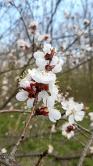Apricot tree blooms captured in springtime Viktorivka, Ukraine