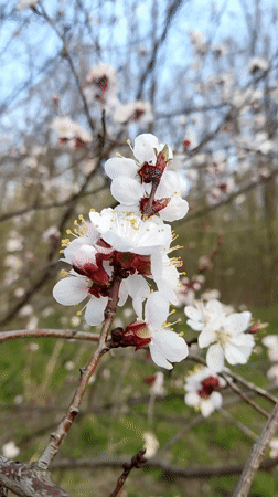 Apricot tree blooms captured in springtime Viktorivka, Ukraine