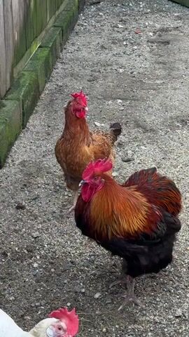 The video shows three chickens in an outdoor environment. The foreground is occupied by the head and neck of a white chicken on the left. In the center and slightly behind it is a large rooster with vibrant reddish-brown and black feathers. Further back and to the right stands a brown hen. The chickens are on a gravel surface, and a wooden fence with a green border runs along the left side of the frame. The lighting suggests it is daytime.