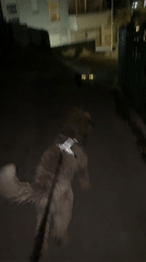 Dog encounters two cats on dark Budva street