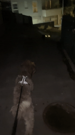 Dog encounters two cats on dark Budva street