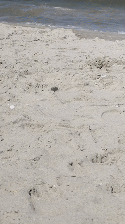 Low-angle look at wet sand textures on a Dutch beach.