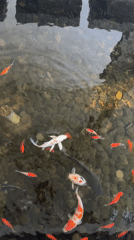 Colorful koi fish spotted in clear pond in Mas, Indonesia
