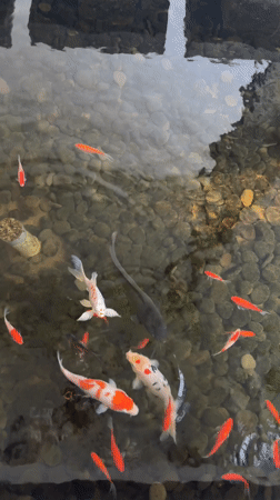 Colorful koi fish spotted in clear pond in Mas, Indonesia