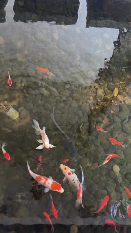 The video shows a pond with clear water containing numerous fish. Most of the fish are a bright red color, while others are white with red and black markings, indicating they are Koi. The bottom of the pond is covered with small, rounded rocks. At the top of the frame, reflections of structures can be seen in the water's surface. There is no visible activity other than the fish swimming in the pond.