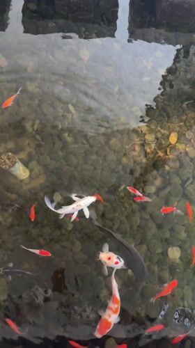 Colorful koi fish spotted in clear pond in Mas, Indonesia