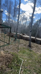 Wolf observed in metal cage in wooded area