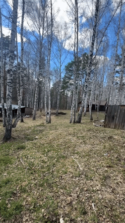 Wolf observed in metal cage in wooded area