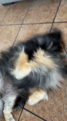 Pomeranian dog photographed with owner in Cuautla, Mexico