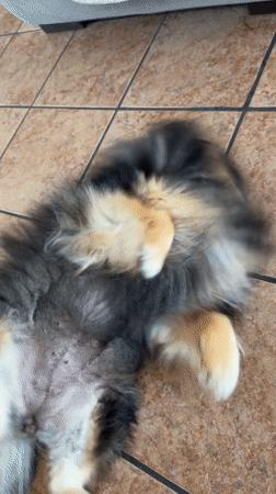 Pomeranian dog photographed with owner in Cuautla, Mexico