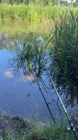 The video shows a body of water with green reeds lining the banks. A fishing rod is propped up on the bank, and a red plastic bag floats near the edge of the water. The water reflects the sky and the surrounding vegetation.