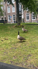 Urban wildlife and monuments observed in The Hague