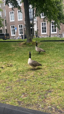 Urban wildlife and monuments observed in The Hague