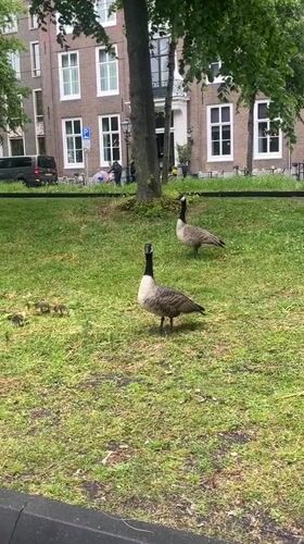 Urban wildlife and monuments observed in The Hague