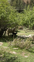 Sheep graze peacefully in Kyrgyzstan pasture during morning hours