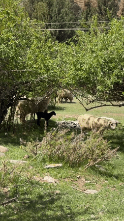 Sheep graze peacefully in Kyrgyzstan pasture during morning hours