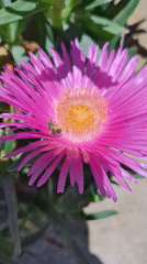 Bee pollinates pink flower in Budva, Montenegro