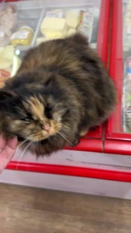 The video shows a tortoiseshell cat resting on top of a deli case, full of assorted cheese and food items. A person reaches out and pets the cat on its head. The cat looks up at the person.