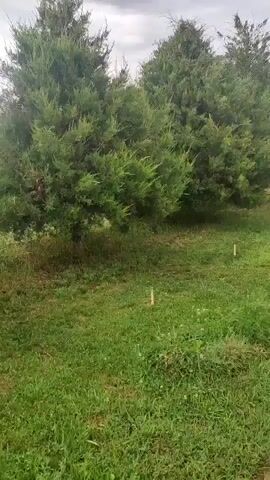 The media file shows an outdoor scene with a line of green evergreen trees bordering a grassy area. Several small wooden stakes are visible in the grass, spaced out in a line. A concrete path runs along the right side of the frame, appearing to be slightly damp. The sky is overcast with gray clouds, suggesting a cloudy or possibly rainy day. The overall impression is one of a natural, possibly rural or suburban setting. There are no people or animals visible in the frame. The time of day appears to be daytime, but the cloud cover makes it difficult to determine the exact time. There is no visible text in the media file. The setting is suggested to be Jambay, Uzbekistan, though this is not visually evident from the image itself. The activity taking place is none, as it is a still image.