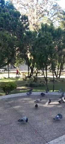 The video opens in a sunny public park or square, showing several pigeons foraging on a paved surface. Lush green trees and bushes form the background. As the camera slowly pans right, it reveals a large equestrian statue, depicting a person on horseback, standing prominently in the distance. Beyond the statue, more trees line paved pathways, where a few people can be seen sitting on benches. The park features a mix of well-maintained grass areas and shaded sections. Further panning shows a tall, ornate lamppost in the foreground, with urban buildings visible in the background against a clear, bright sky. Throughout the video, several pigeons are seen walking or standing on the ground. The weather appears sunny and pleasant, indicating daytime. No visible text is present. The overall atmosphere is calm and peaceful.