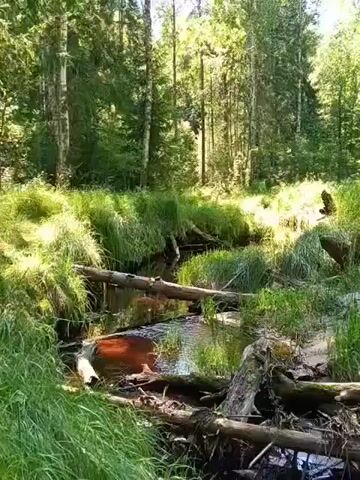 The video shows a small stream flowing through a forest. The stream has a reddish-brown color and is partially obstructed by fallen trees and branches. Tall green grass and reeds grow along the banks of the stream. The forest consists of a mix of deciduous and coniferous trees, with sunlight filtering through the canopy, creating dappled light on the forest floor. The scene is peaceful and appears to be a natural, undisturbed environment.